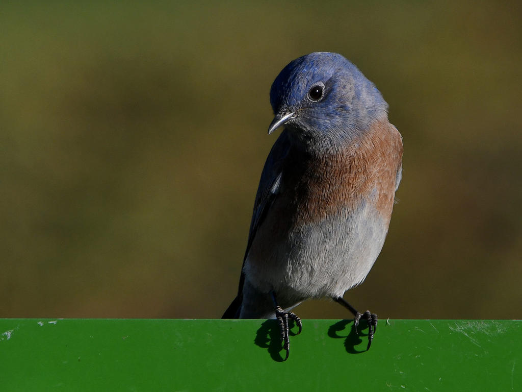 Bluebird11.jpg