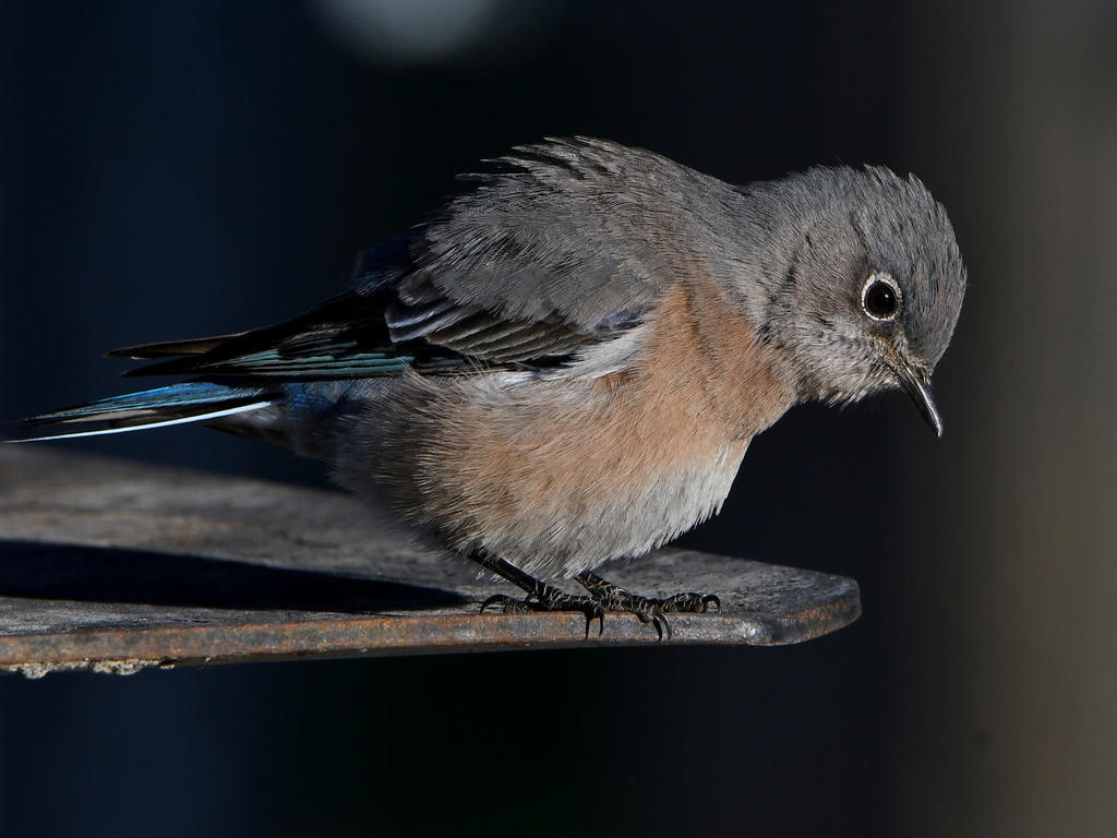 Bluebird11.jpg