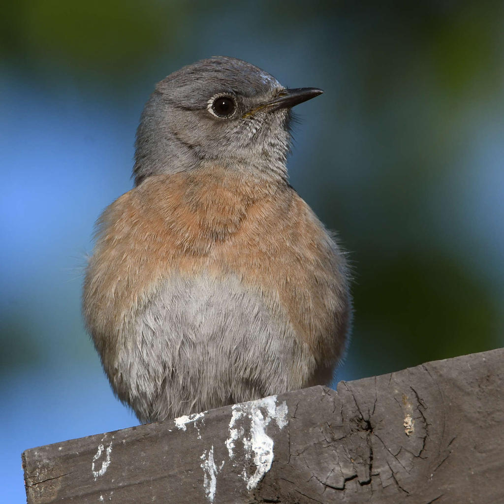 Bluebird11.jpg