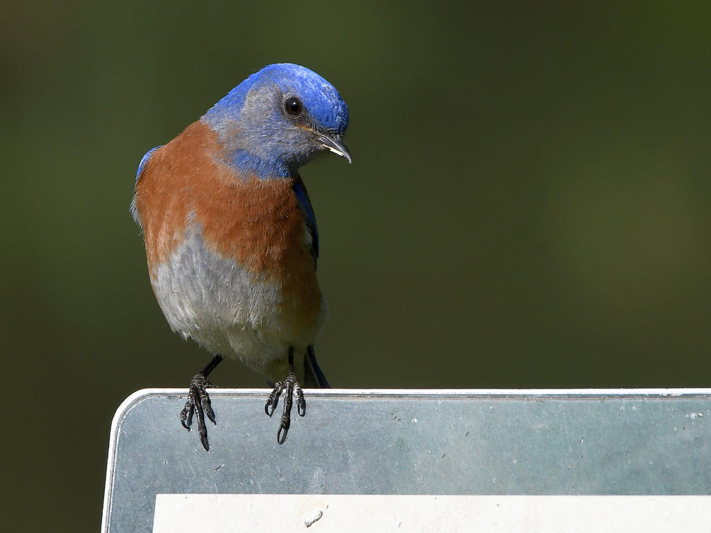 Bluebird11.jpg