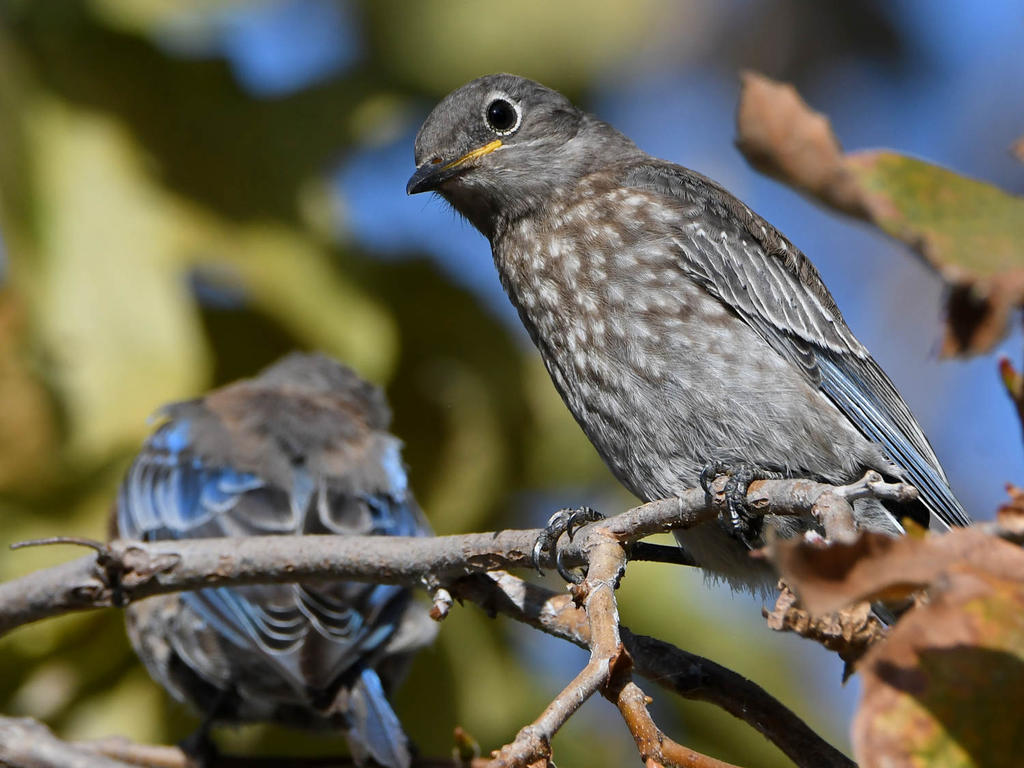 Bluebird11.jpg