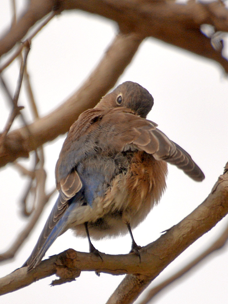 Bluebird12.jpg