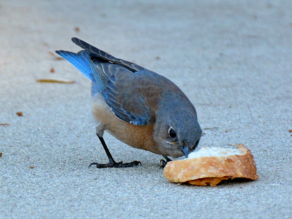 Bluebird12.jpg