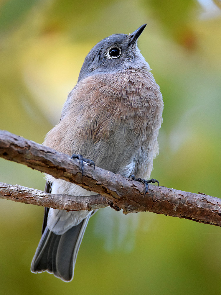 Bluebird12.jpg