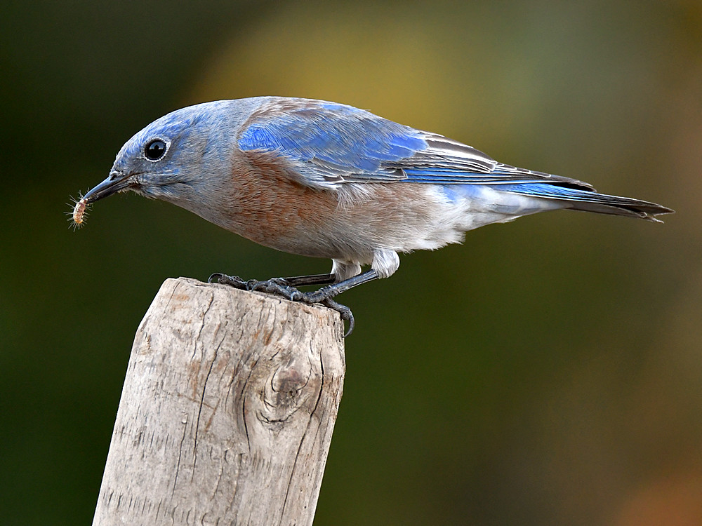 Bluebird12.jpg