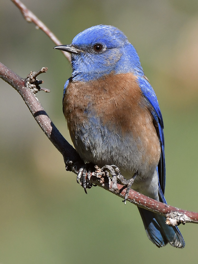 Bluebird12.jpg
