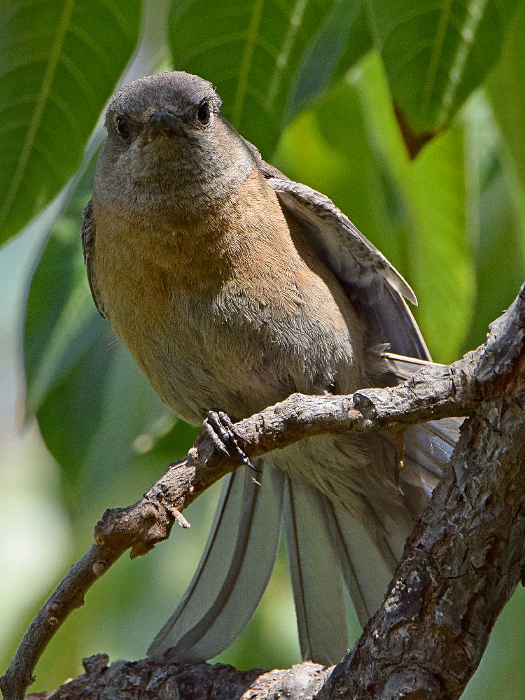 Bluebird12.jpg