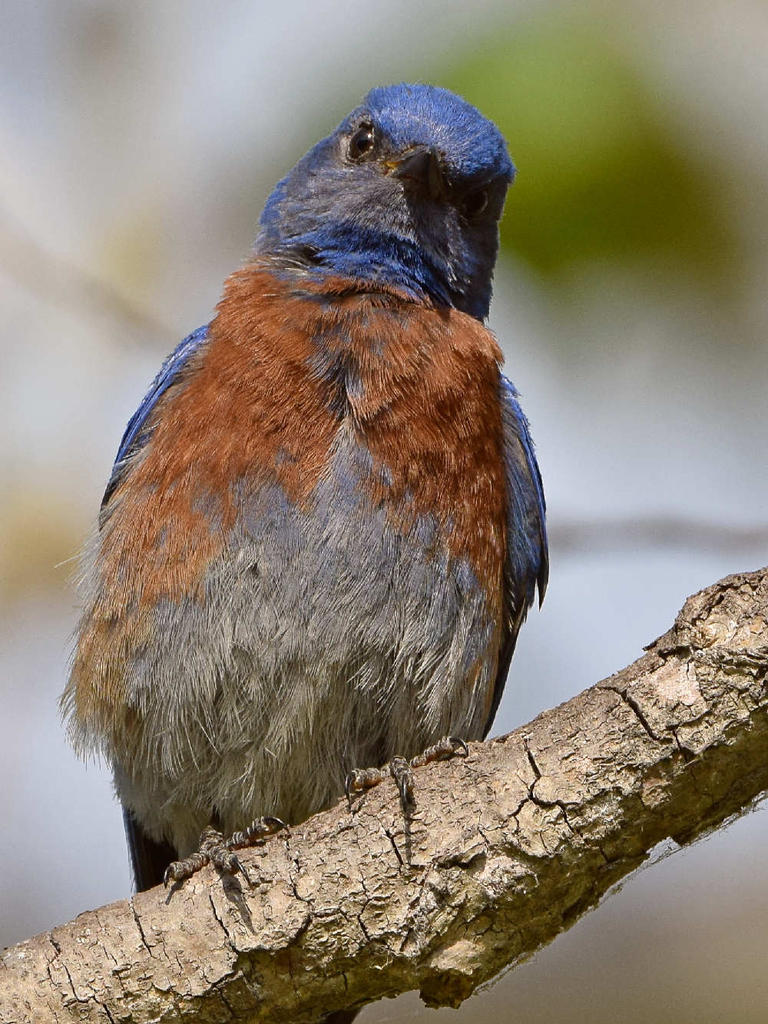 Bluebird12.jpg