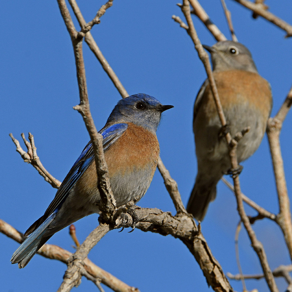 Bluebird12.jpg
