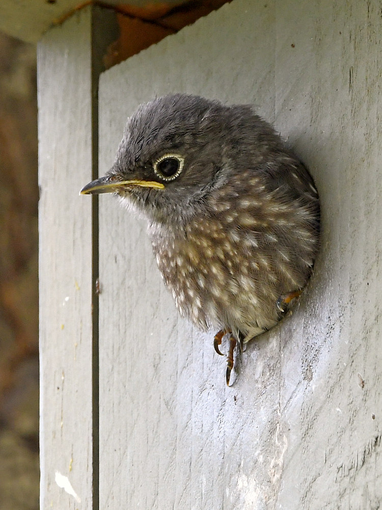 Bluebird12.jpg