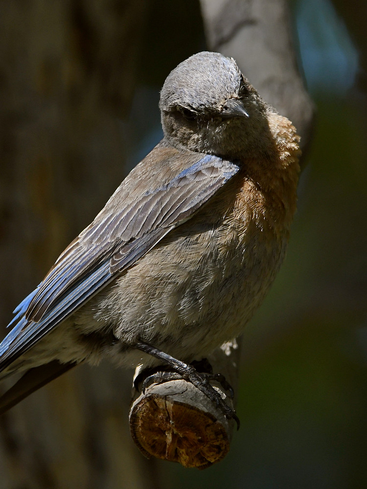 Bluebird12.jpg