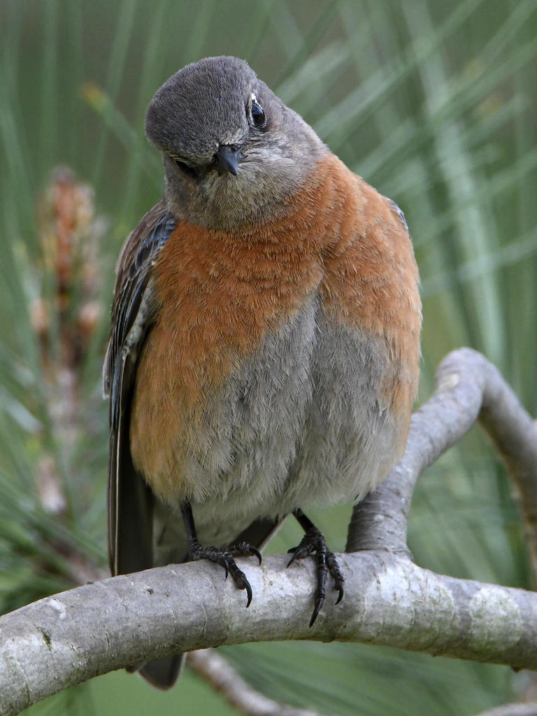 Bluebird12.jpg