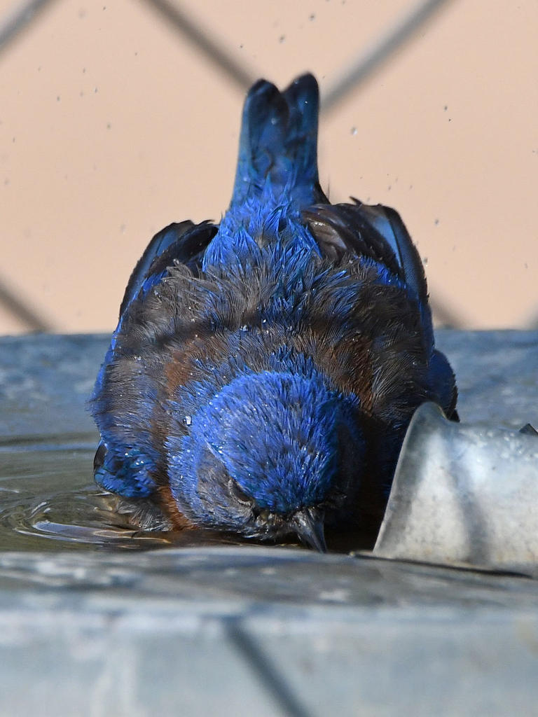 Bluebird12.jpg