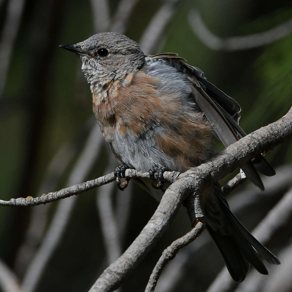Bluebird12.jpg