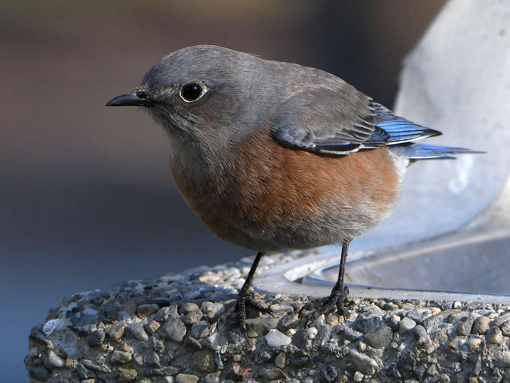 Bluebird12.jpg