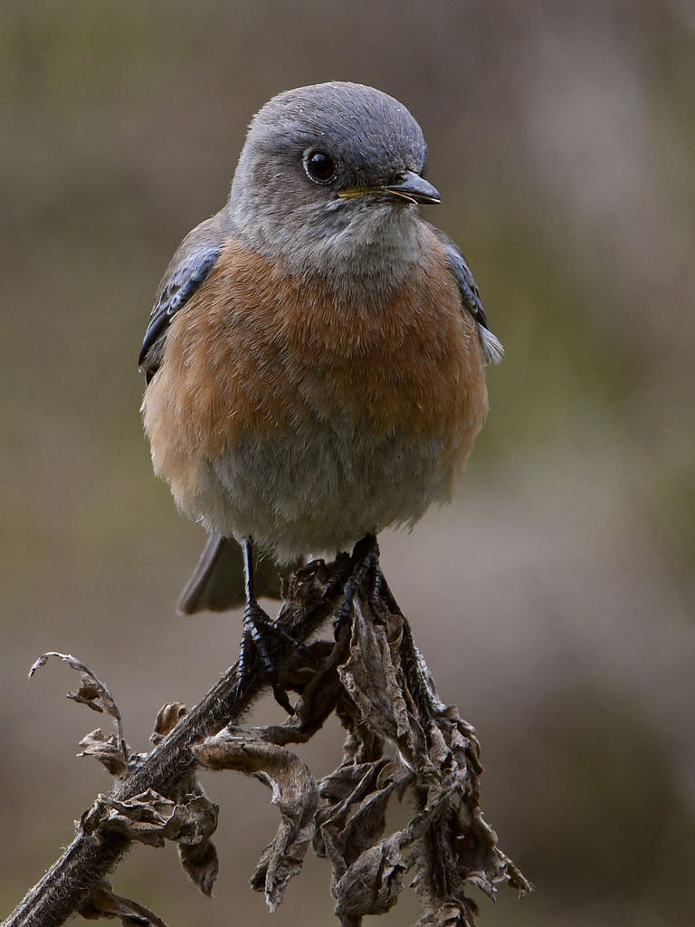 Bluebird12.jpg