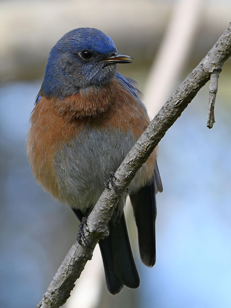 Bluebird12.jpg