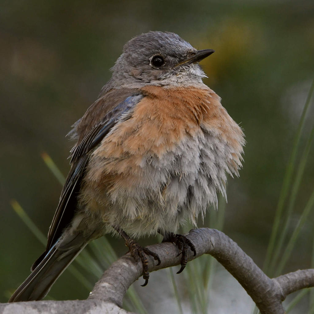 Bluebird12.jpg