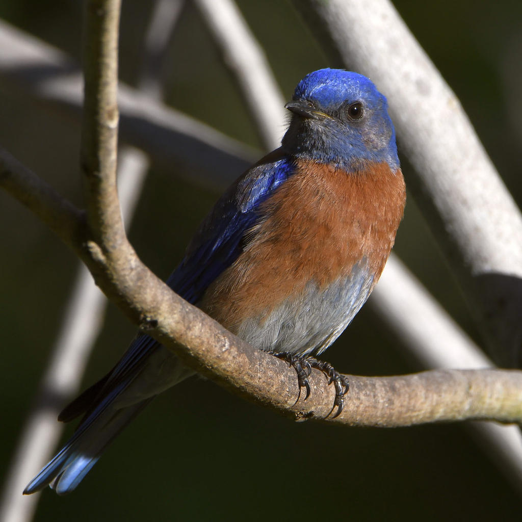 Bluebird12.jpg