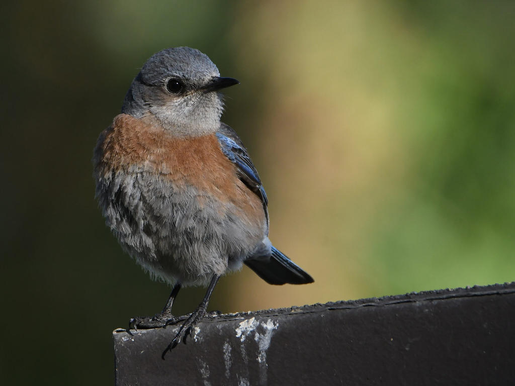 Bluebird12.jpg
