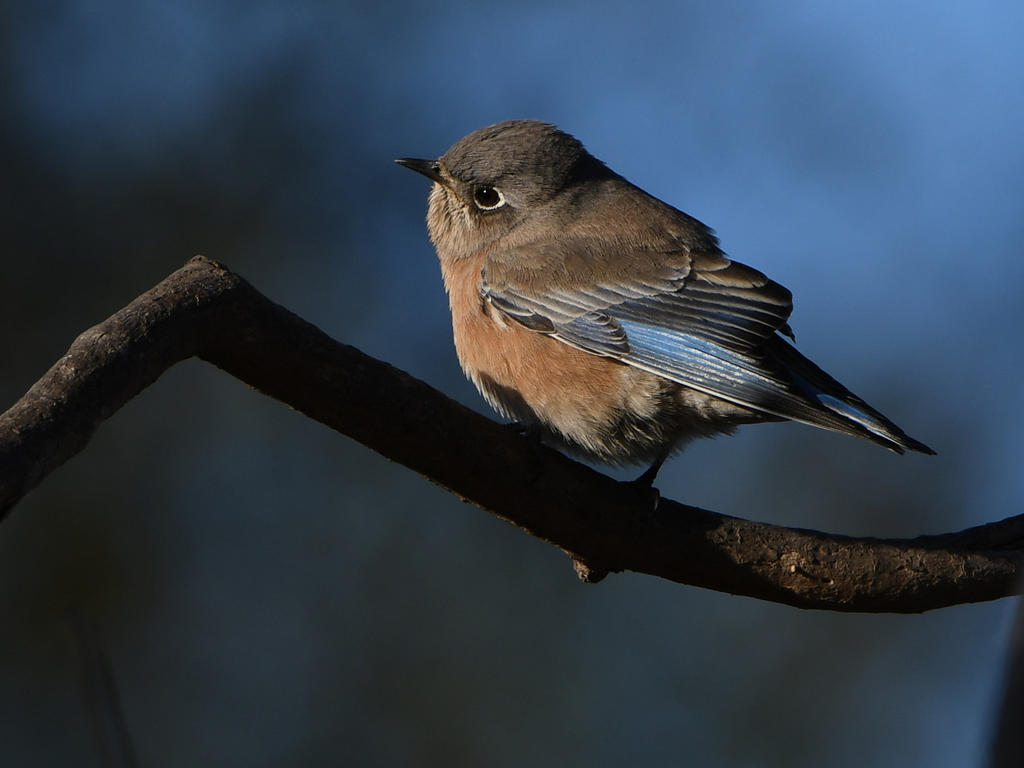 Bluebird12.jpg