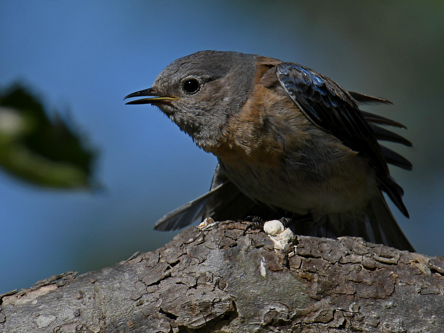 Bluebird12.jpg