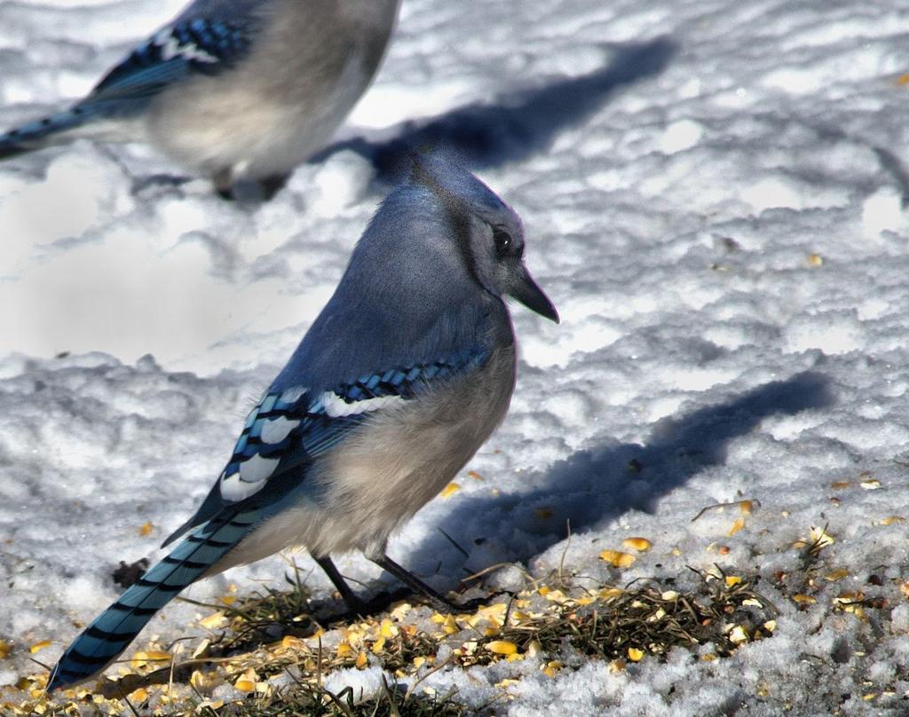 bluebird1200.jpg