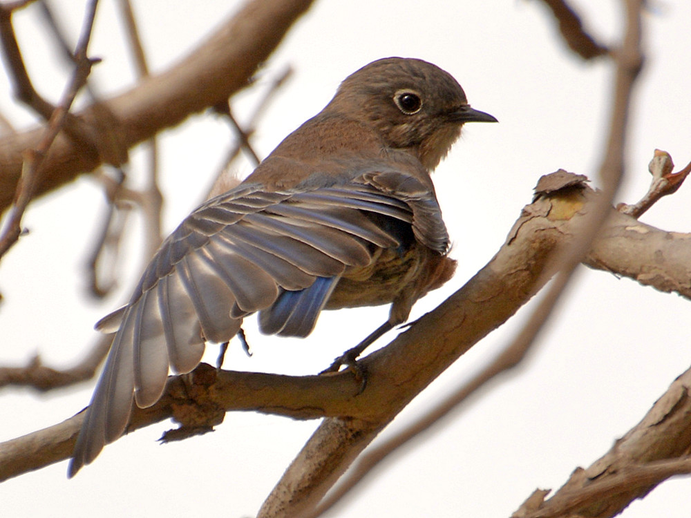 Bluebird13.jpg