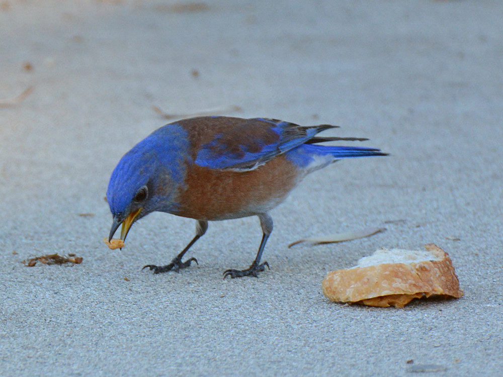 Bluebird13.jpg