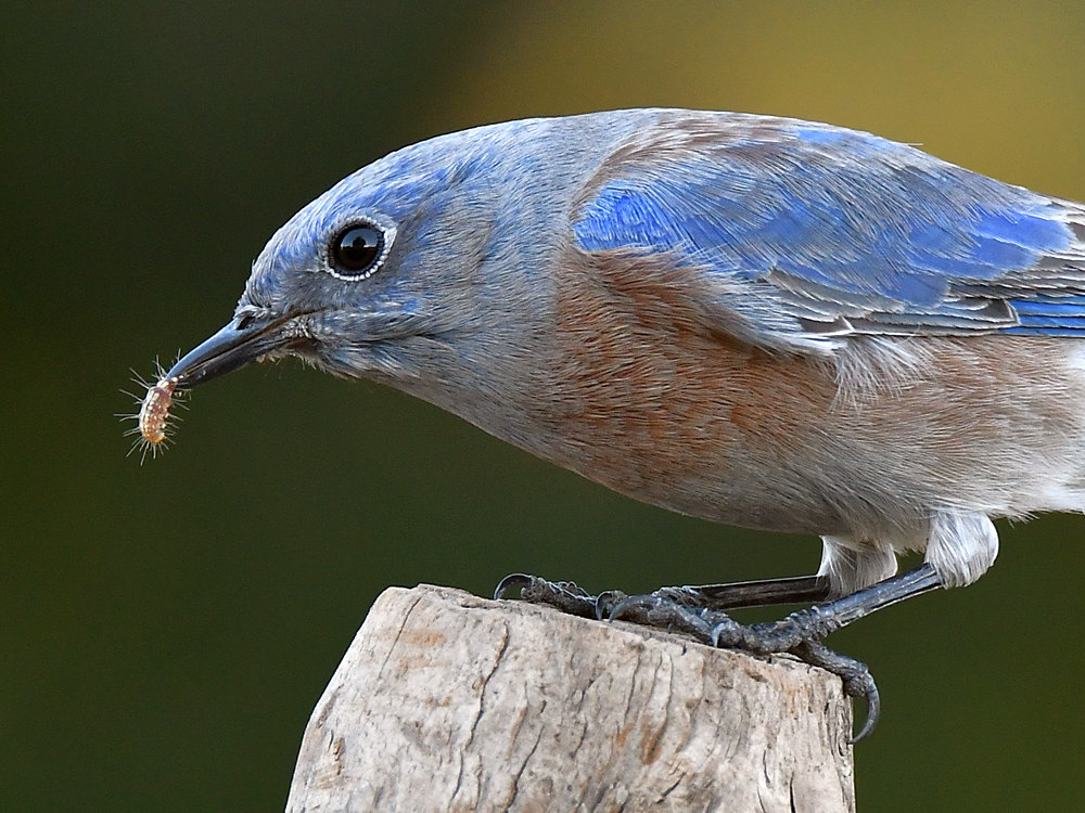 Bluebird13.jpg