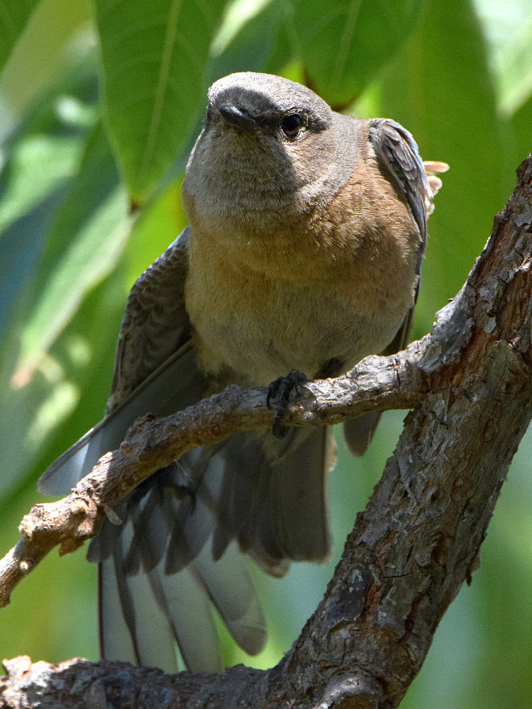 Bluebird13.jpg