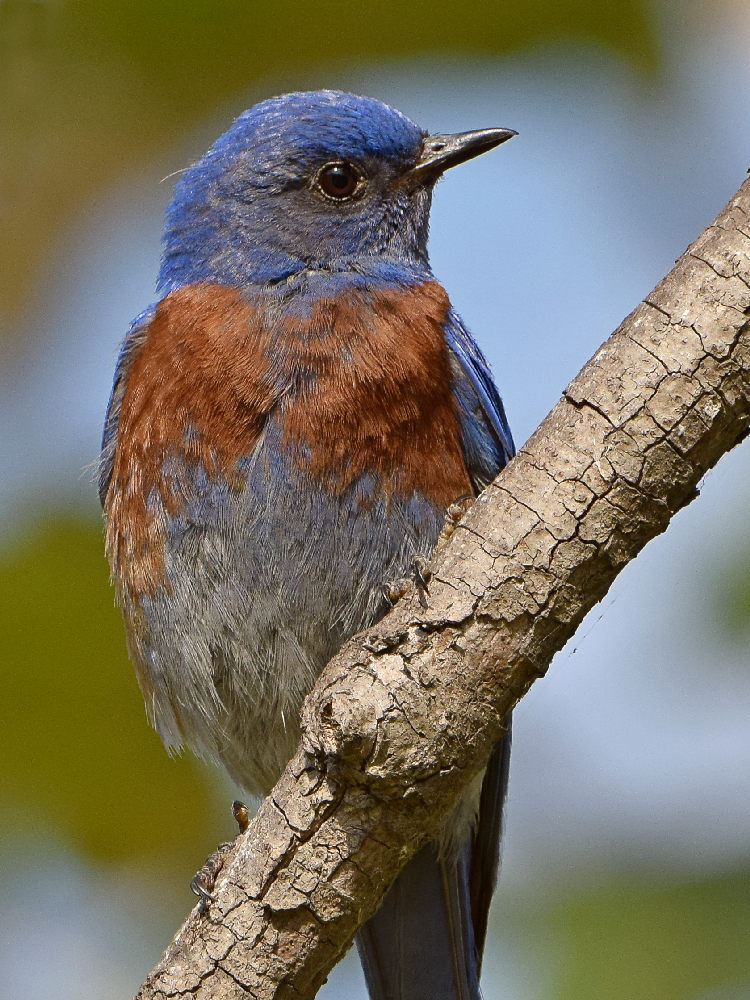 Bluebird13.jpg