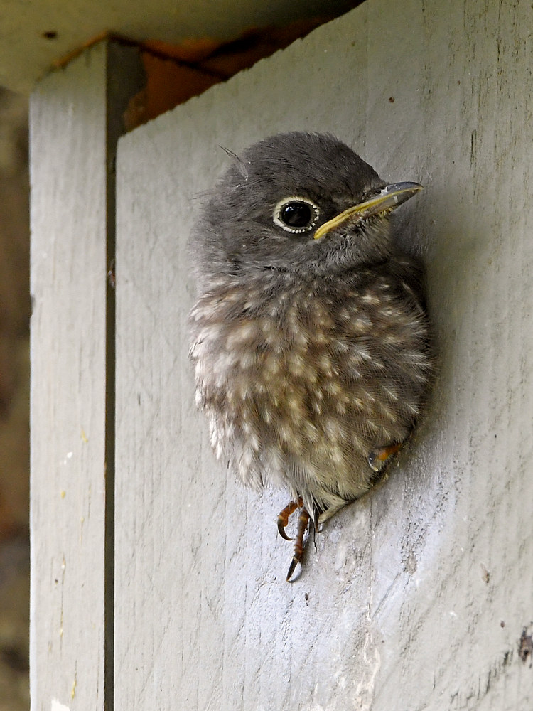 Bluebird13.jpg