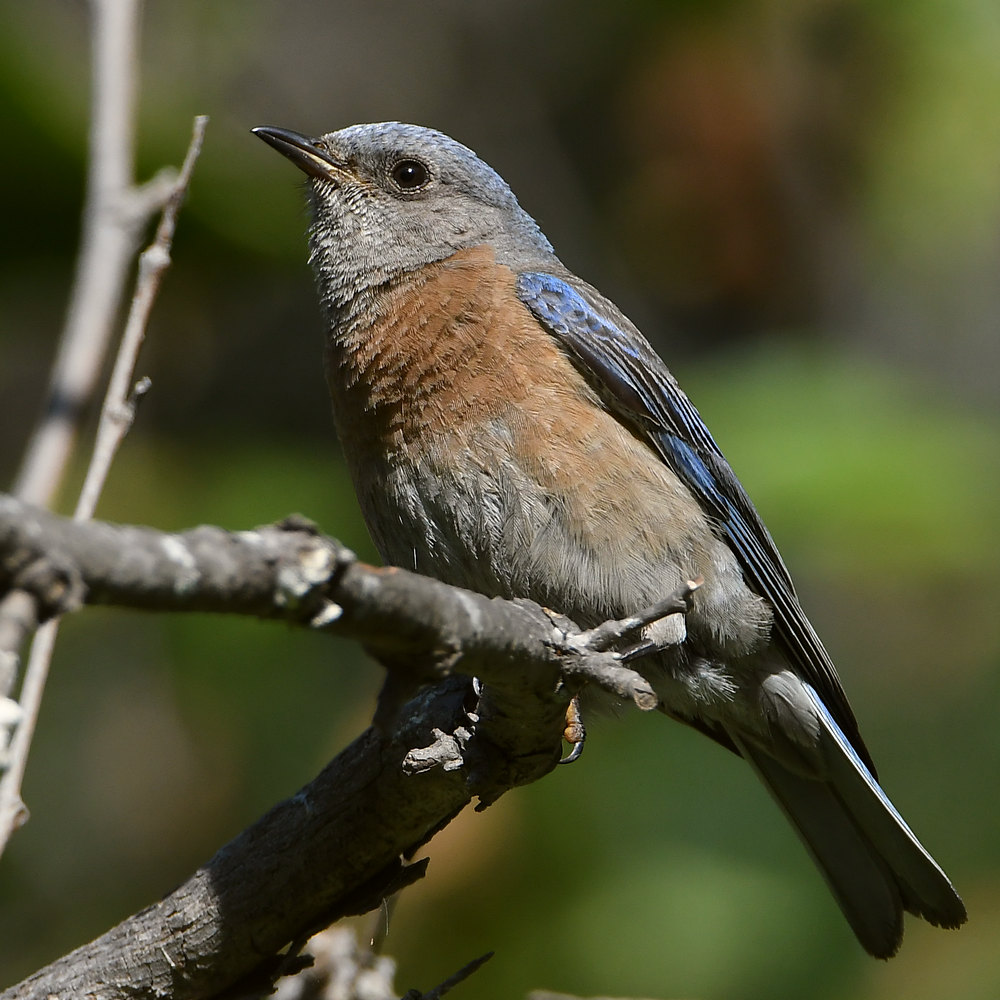 Bluebird13.jpg