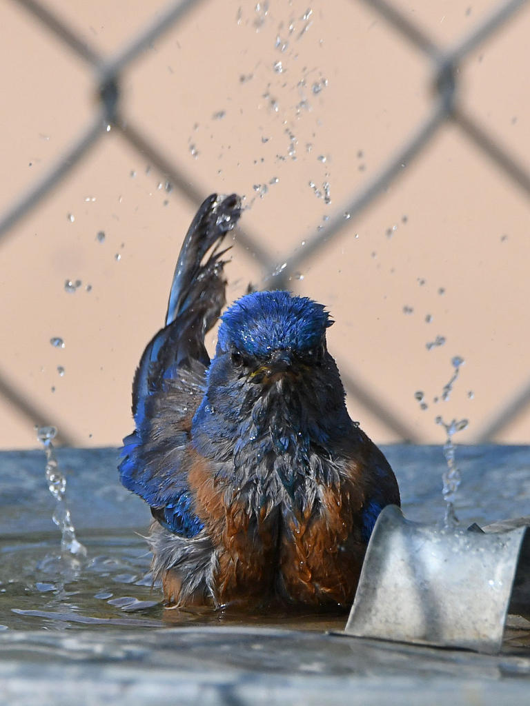 Bluebird13.jpg