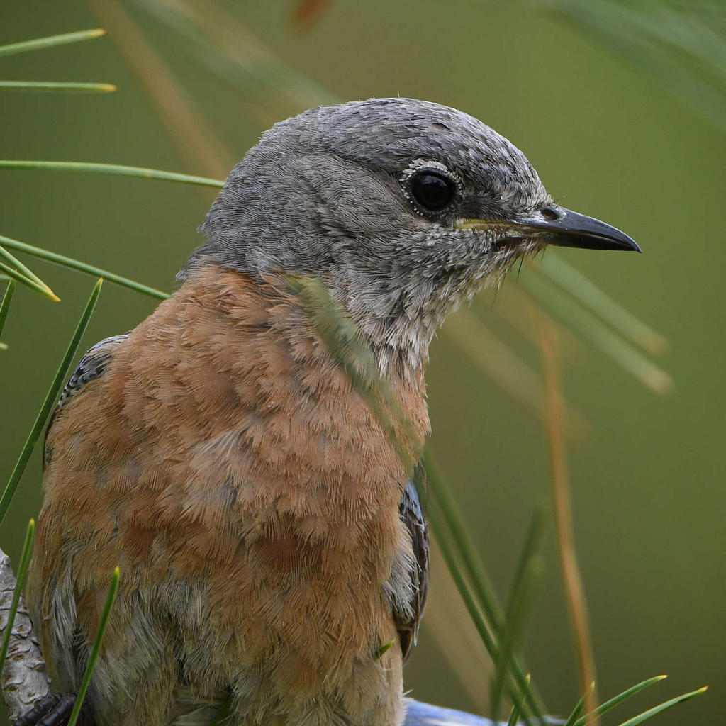 Bluebird13.jpg