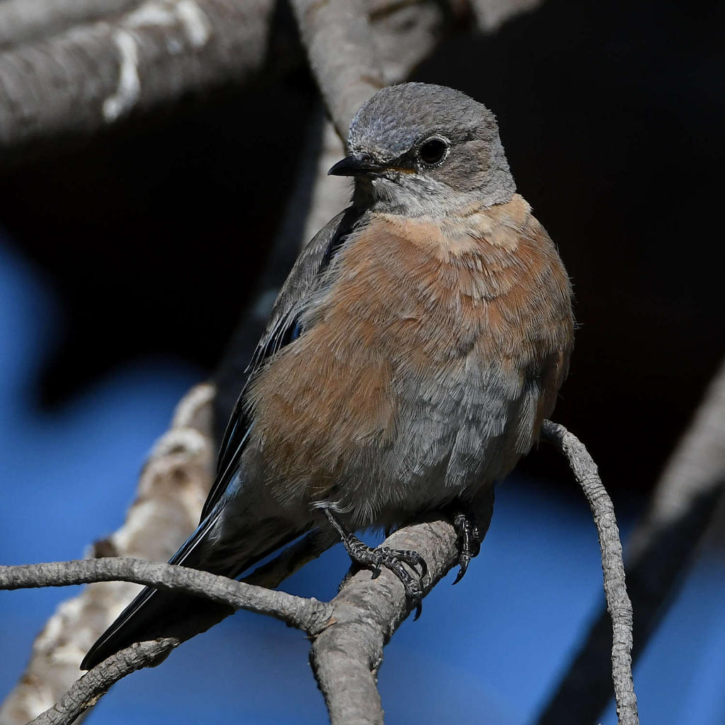 Bluebird13.jpg