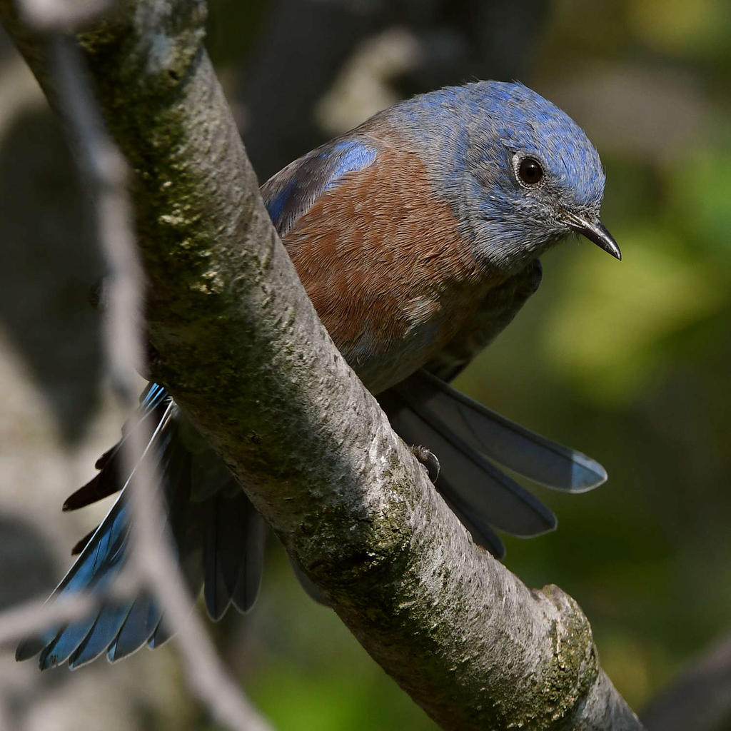 Bluebird13.jpg