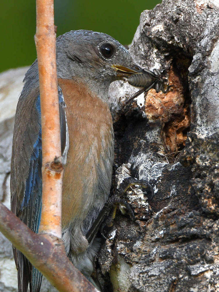 Bluebird13.jpg