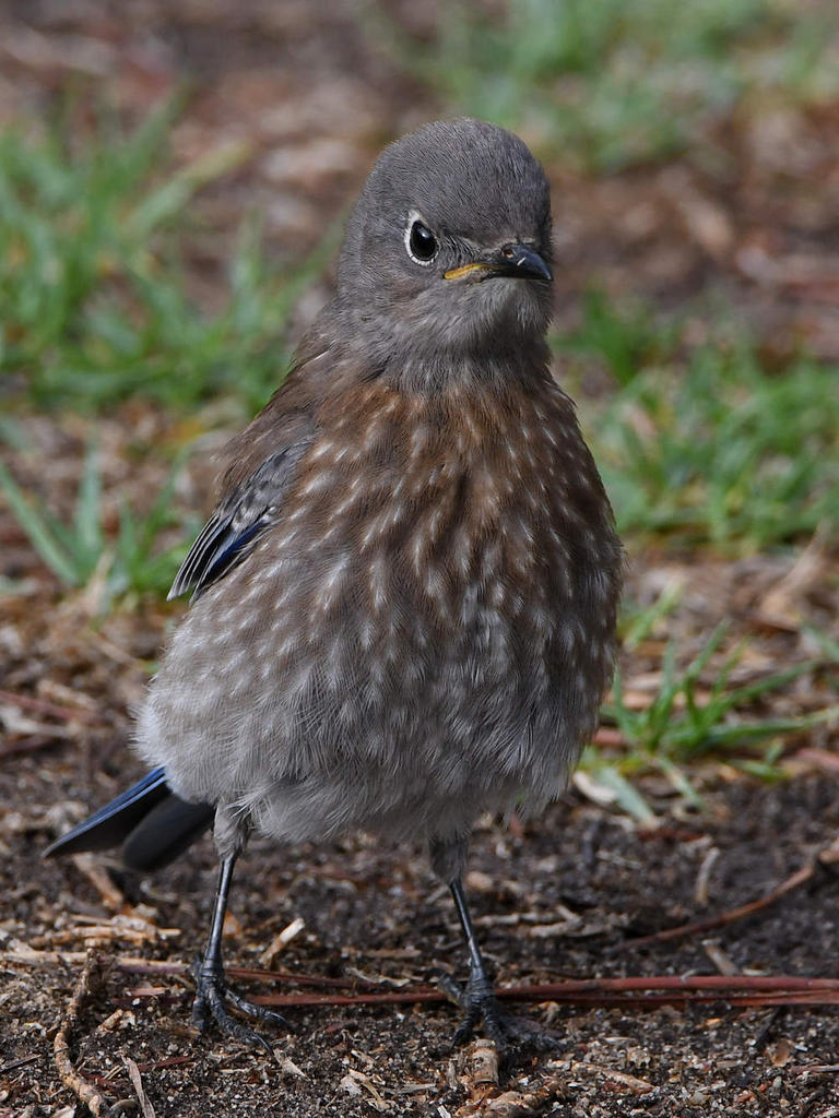 Bluebird13.jpg