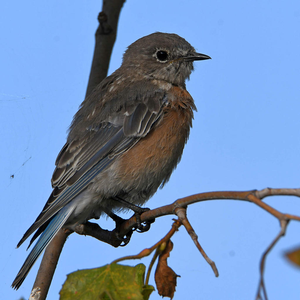 Bluebird13.jpg