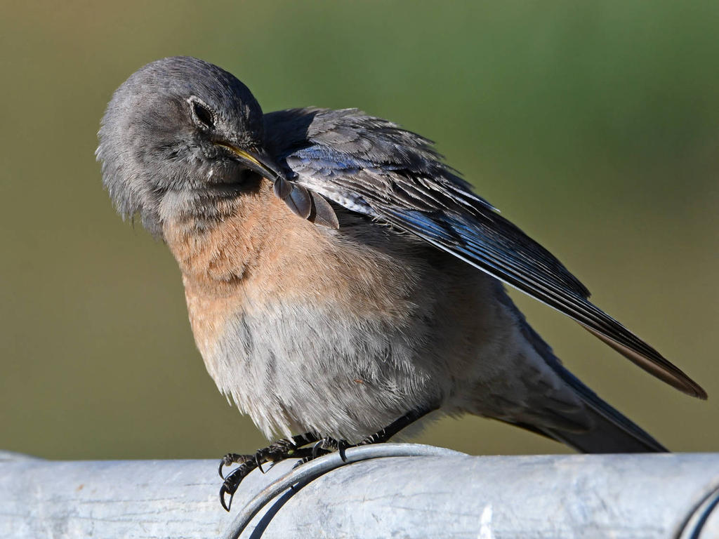 Bluebird13.jpg