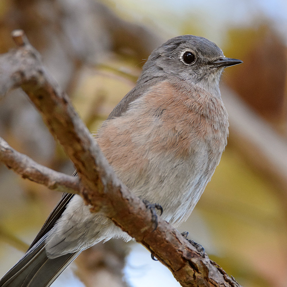 Bluebird14.jpg