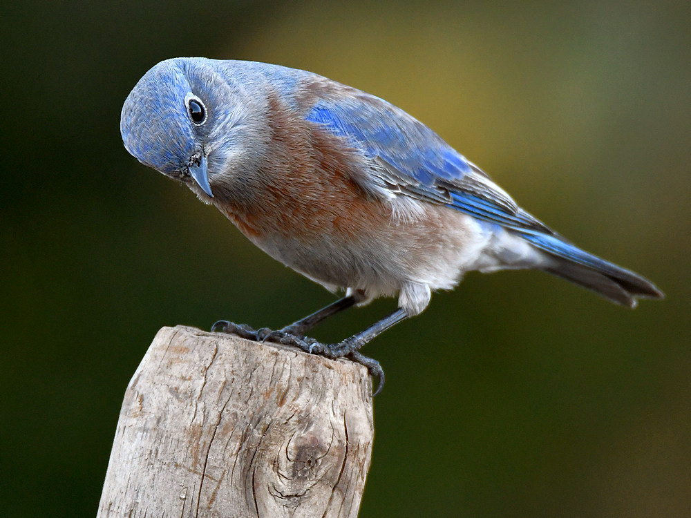 Bluebird14.jpg