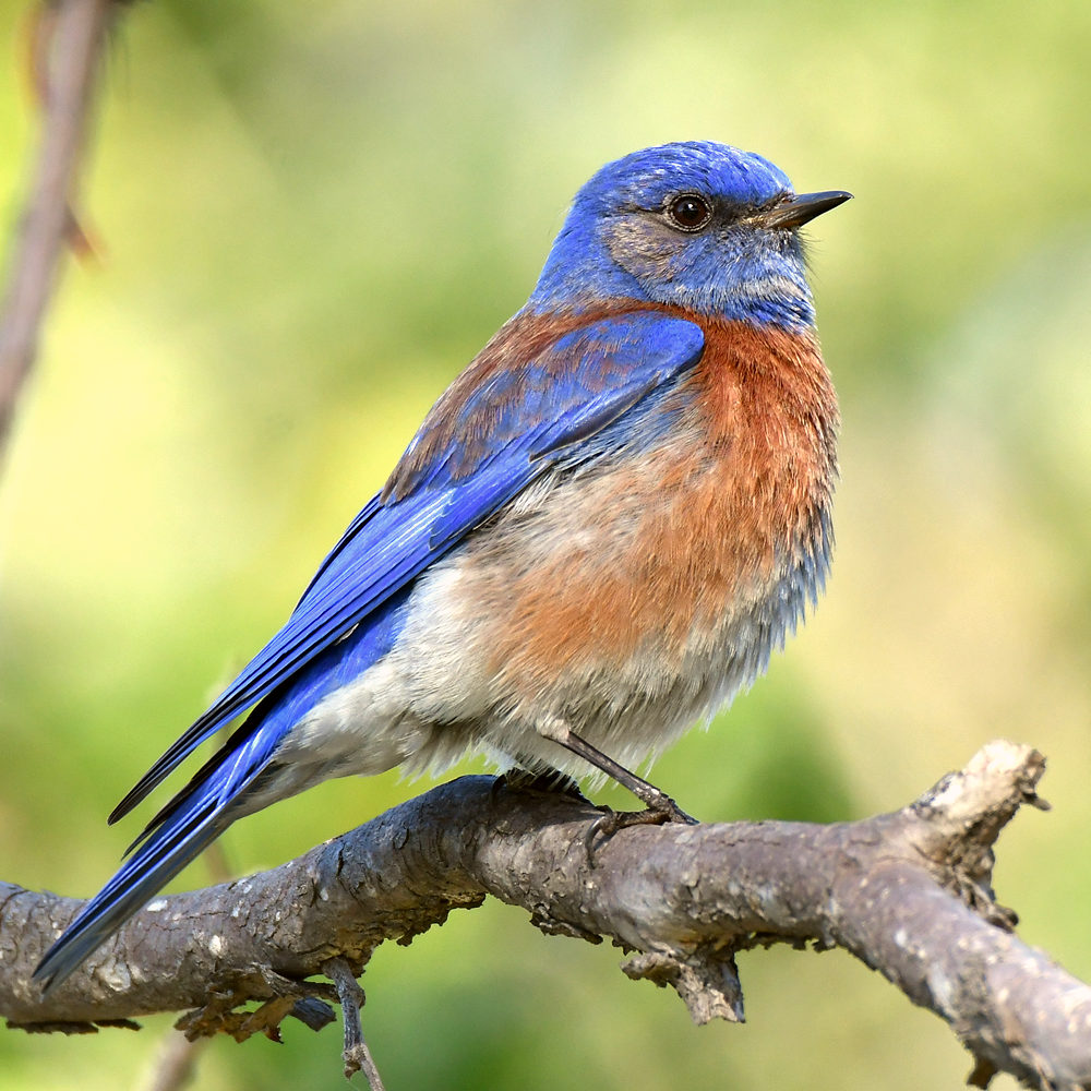 Bluebird14.jpg