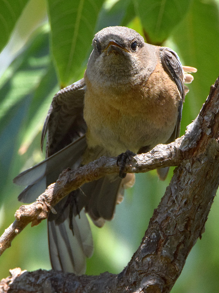 Bluebird14.jpg