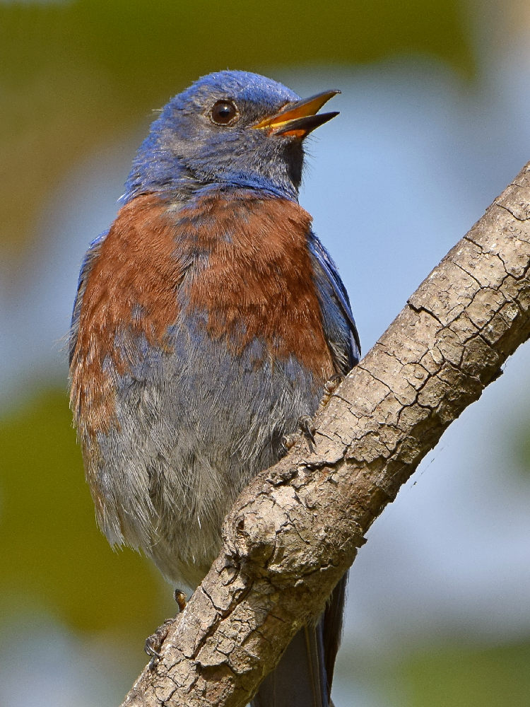 Bluebird14.jpg