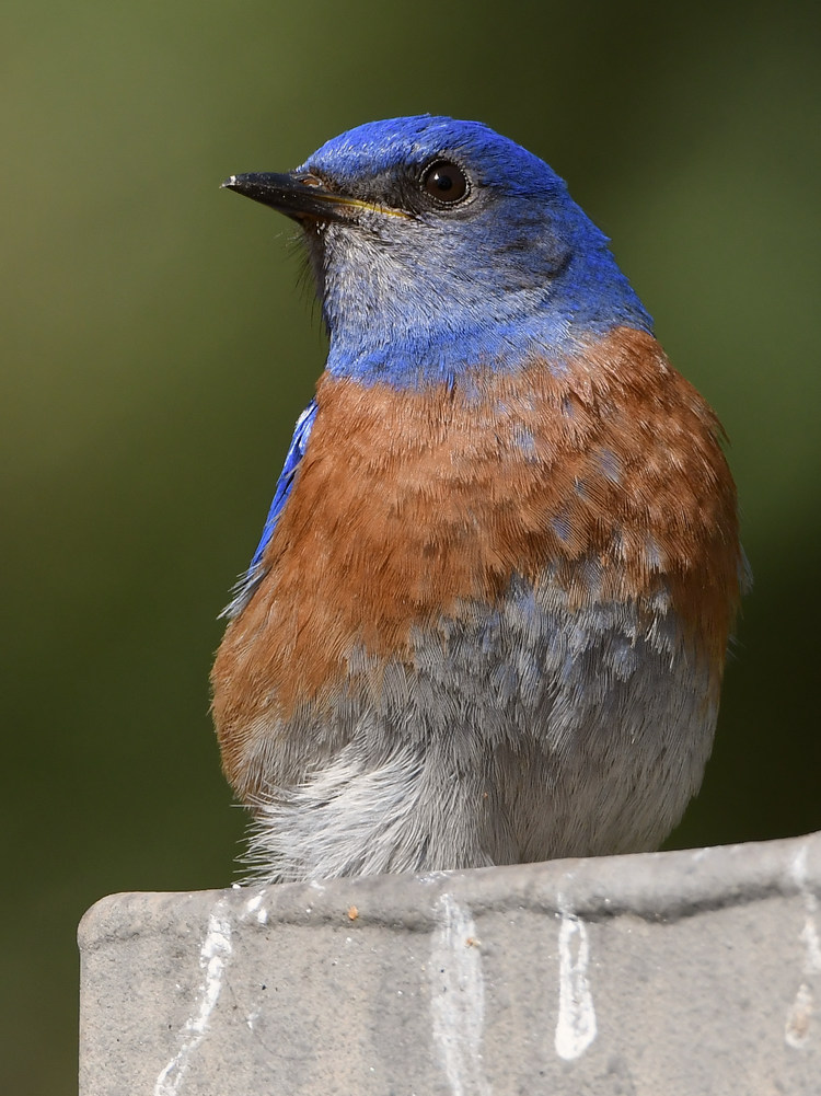 Bluebird14.jpg