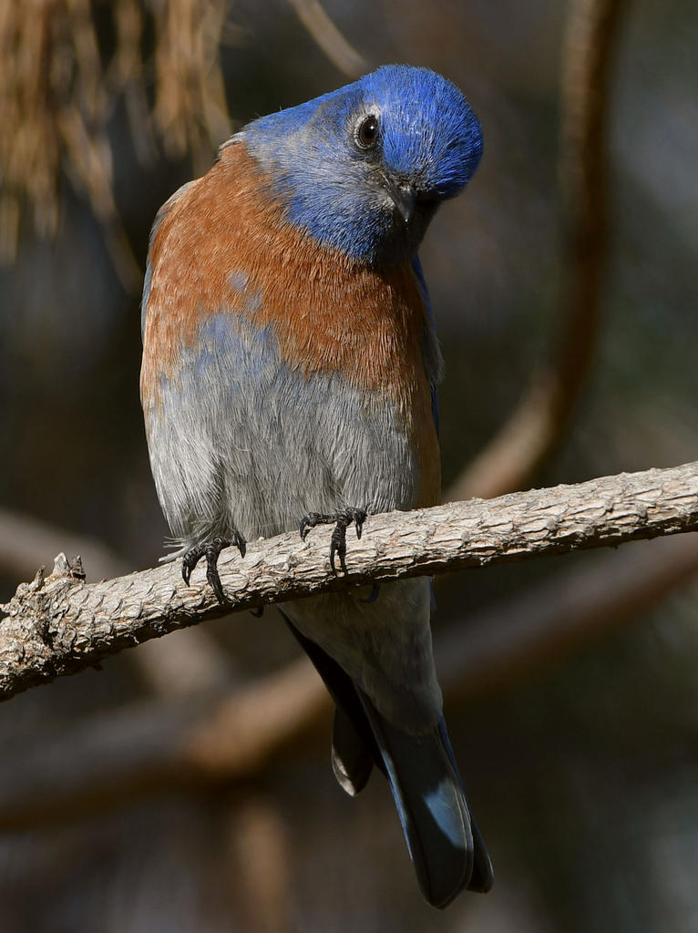 Bluebird14.jpg