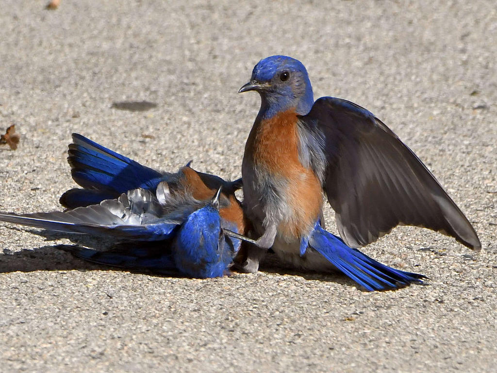 Bluebird14.jpg